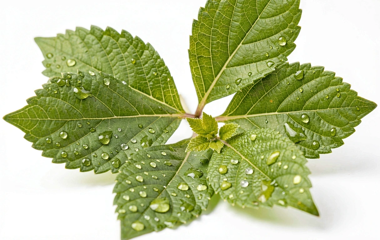 Friss botanikai levelek harmatcseppekkel